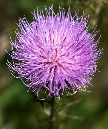 Purple Puff Flower.