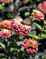 Butterfly.