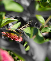 Butterfly.