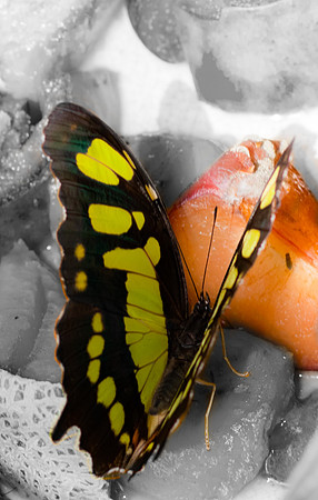 Butterfly.