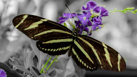 Butterfly.