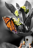 Butterfly.