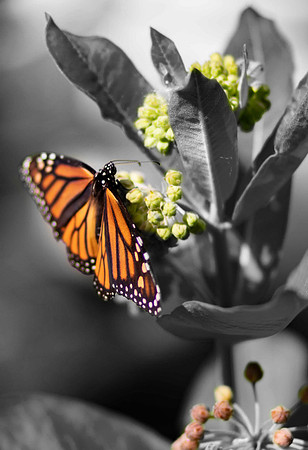 Butterfly.