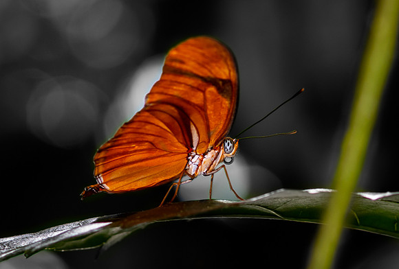 Butterfly.