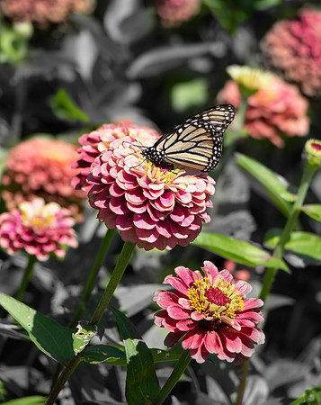 Monarch