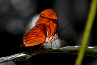 Dryas Julias butterfly
