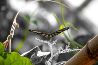 Longtail butterfly.
