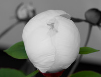 Flower.
