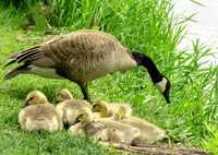 Goose and her babies.
