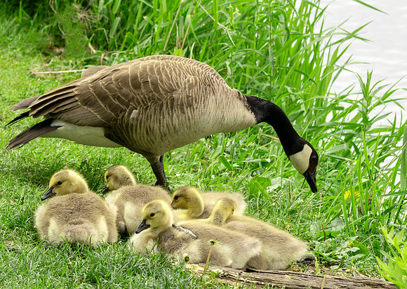 Goose and her babies.