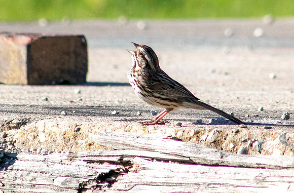 Bird