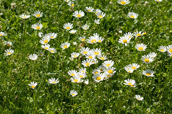 Flowers.