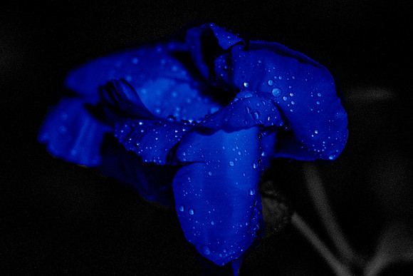 Blue wetness.