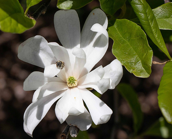 Bee and a flower.