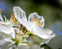 See though flower.