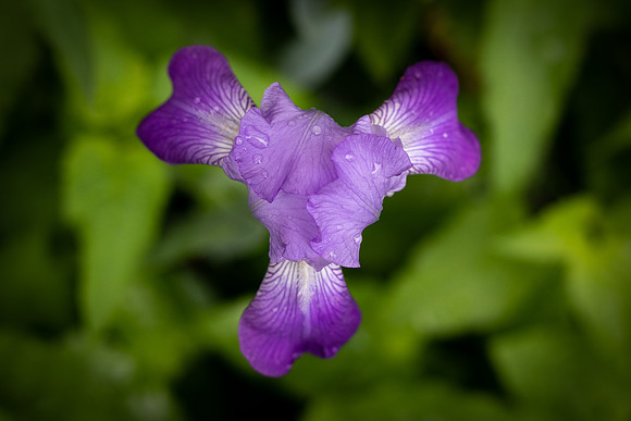 Iris Flower.