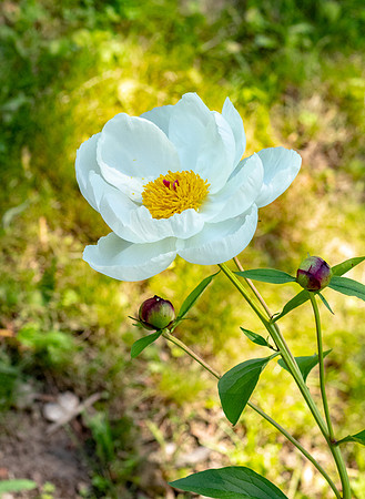 A flower in the spot light.