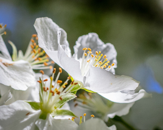 See though flower.