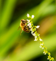 Honey bee.