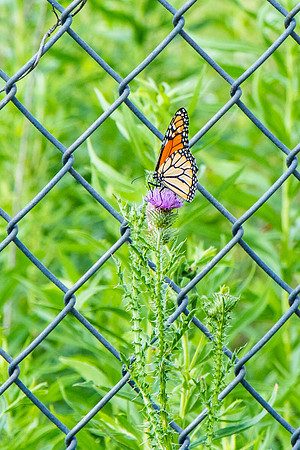 Monarch butterfly.