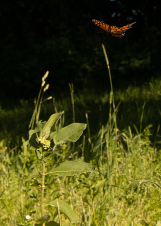 A  butterfly soaring through the wind.