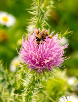 Puff Flower.