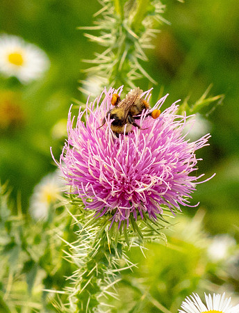 Puff Flower.