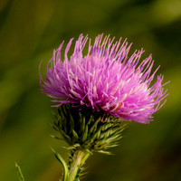 Puff Flower.