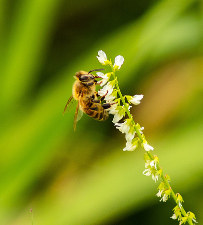 Honey Bee.