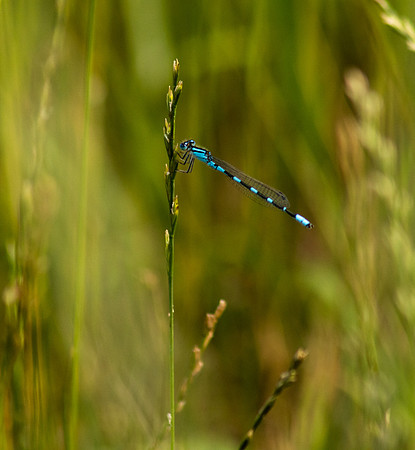 Damselfly.