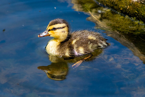 Baby Duck