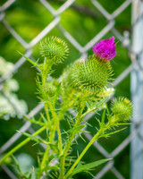 A  Purple Plant.