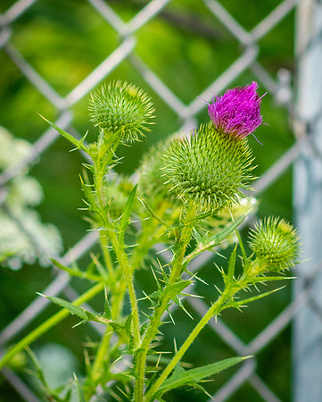 A  Purple Plant.