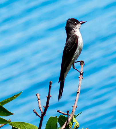 Bird.
