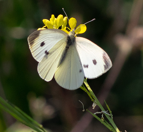 Common Butterfly.