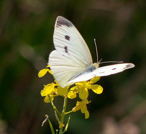 common Butterfly