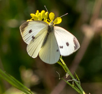 Common Butterfly