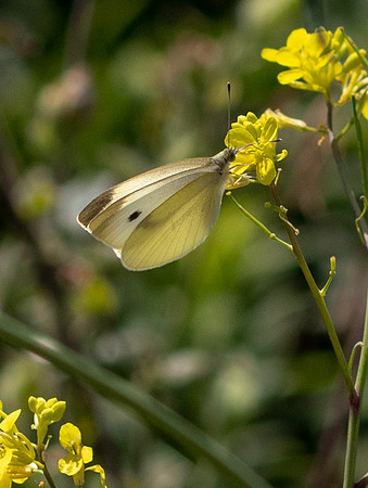 Common Butterfly