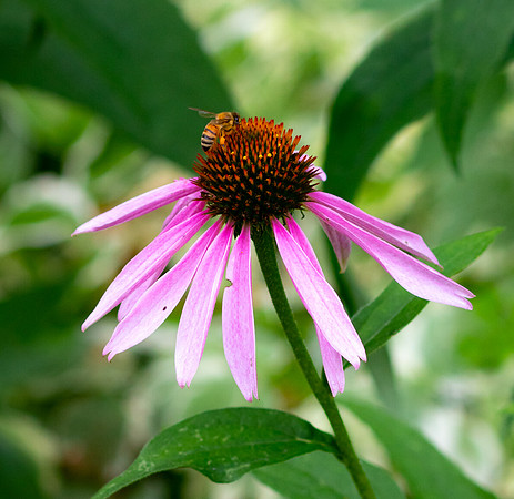 Bee and a Daisy.