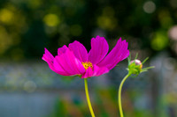 Pink flower.