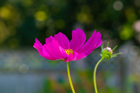 Pink flower.