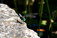 2 Dragonfly