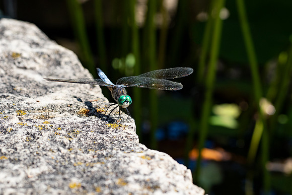2 Dragonfly