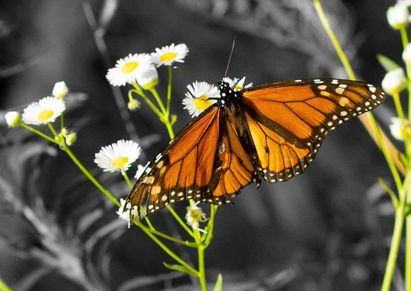 Butterfly.
