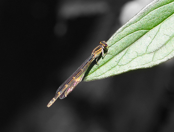 Dragonfly