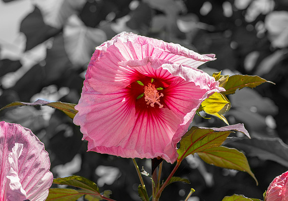 Flower.