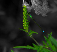 2 Dragon Fly.