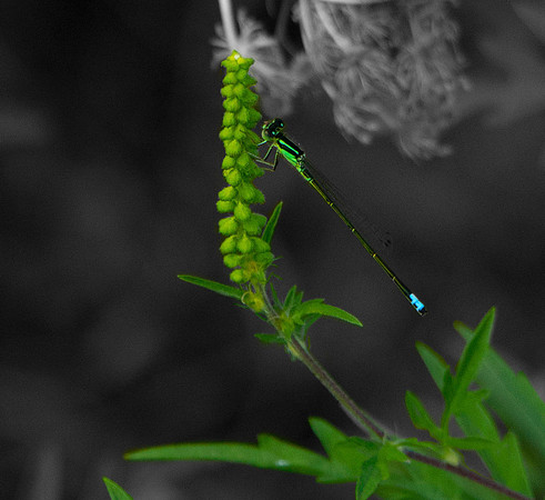 2 Dragon Fly.