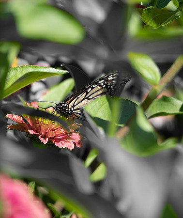 Monarch Butterfly.