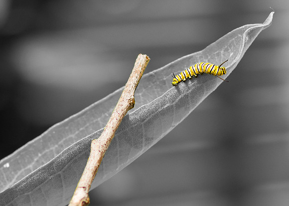 Caterpillar.